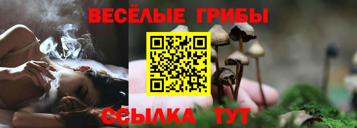 Майкоп  Псилоцибиновые грибы прущие грибы  Вход с VPN  Псилоцибиновые грибы прущие грибы 